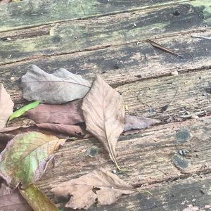 Meet your Posher, Alfie